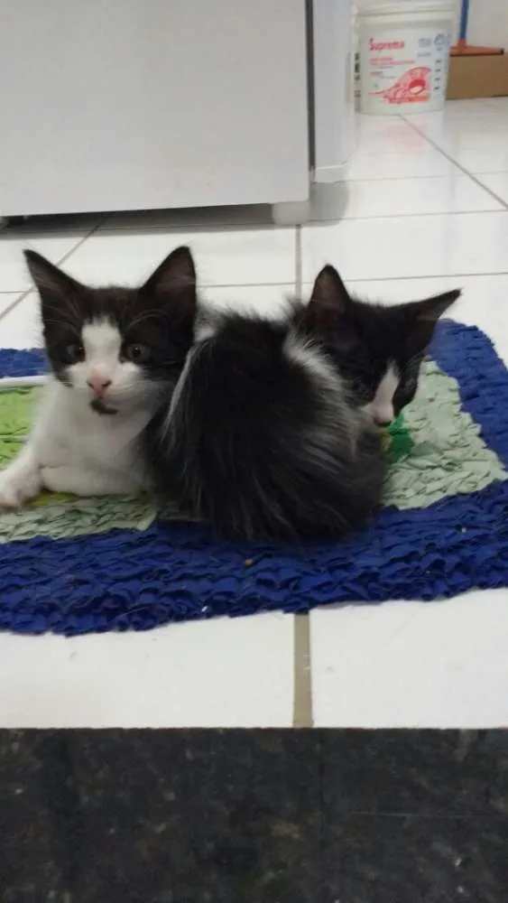 Gato raça  idade 2 a 6 meses nome filhotes
