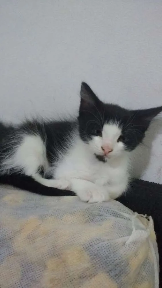 Gato raça  idade 2 a 6 meses nome filhotes