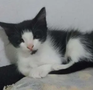 Gato raça  idade 2 a 6 meses nome filhotes