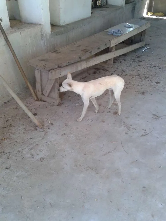 Cachorro ra a sem raça idade 7 a 11 meses nome Branco