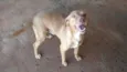 João