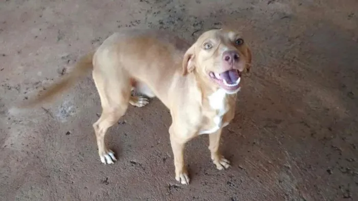 Cachorro ra a Não identificada idade 2 anos nome João