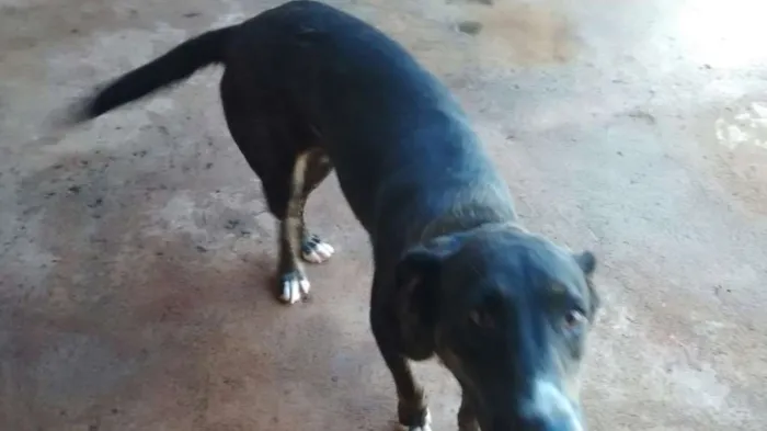 Cachorro ra a Não definida idade 3 anos nome Maria