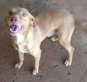 Cachorro raça Não identificada idade 2 anos nome João