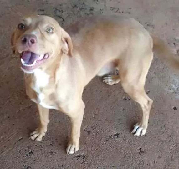 Cachorro ra a Não identificada idade 2 anos nome João