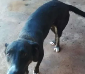Cachorro raça Não definida idade 3 anos nome Maria