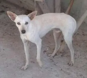 Cachorro raça sem raça idade 7 a 11 meses nome Branco