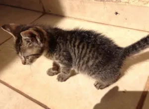 Gato raça não tem idade Abaixo de 2 meses nome não tem
