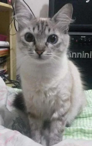 Gato raça Vira-lata idade 1 ano nome Baunilha (nina)