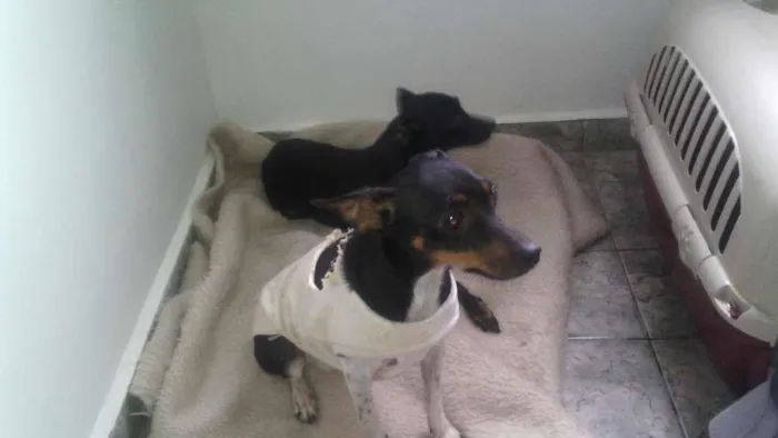 Cachorro ra a pinscher idade 1 ano nome Hanna e junior