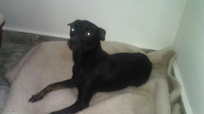 Cachorro ra a pinscher idade 1 ano nome Hanna e junior