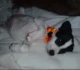 Desiré