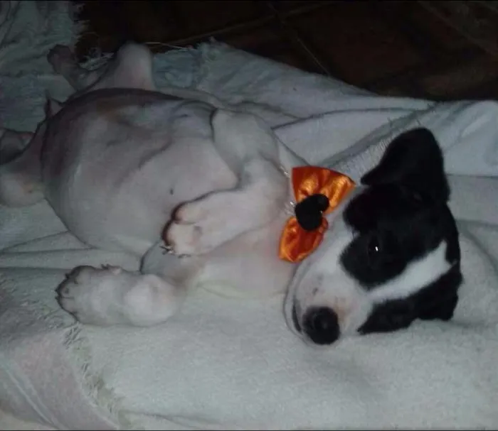 Cachorro raça SRD idade Abaixo de 2 meses nome Desiré
