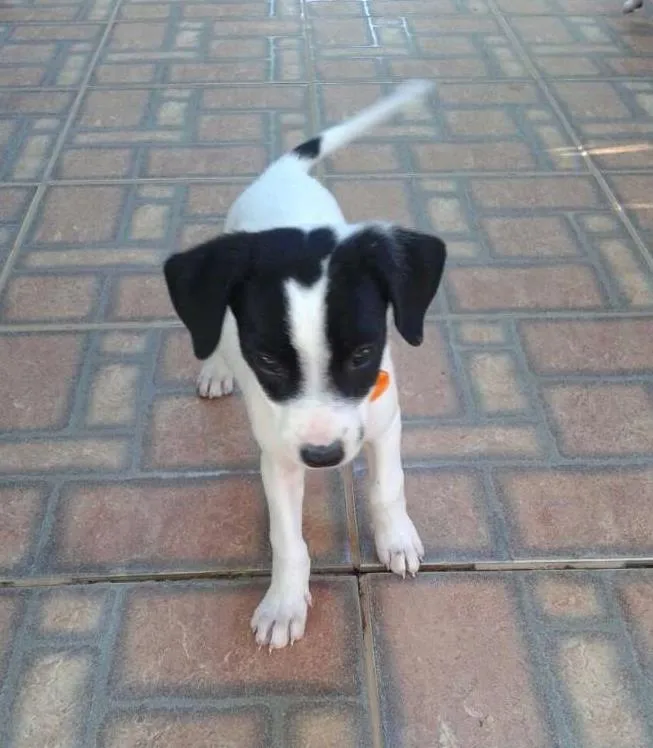 Cachorro raça SRD idade Abaixo de 2 meses nome Desiré