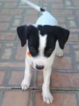 Desiré