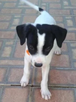 Cachorro raça SRD idade Abaixo de 2 meses nome Desiré