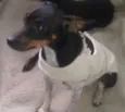 Hanna e junior