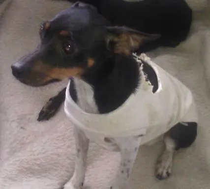 Cachorro ra a pinscher idade 1 ano nome Hanna e junior