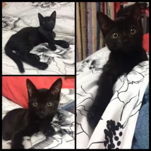Gato raça SRD idade 2 a 6 meses nome Criolo