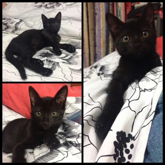 Gato ra a SRD idade 2 a 6 meses nome Criolo