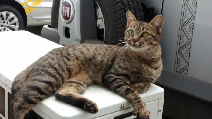 Gato ra a Sem raça raj idade 7 a 11 meses nome Mimi