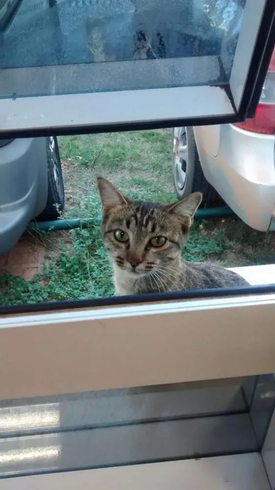 Gato ra a Sem raça raj idade 7 a 11 meses nome Mimi