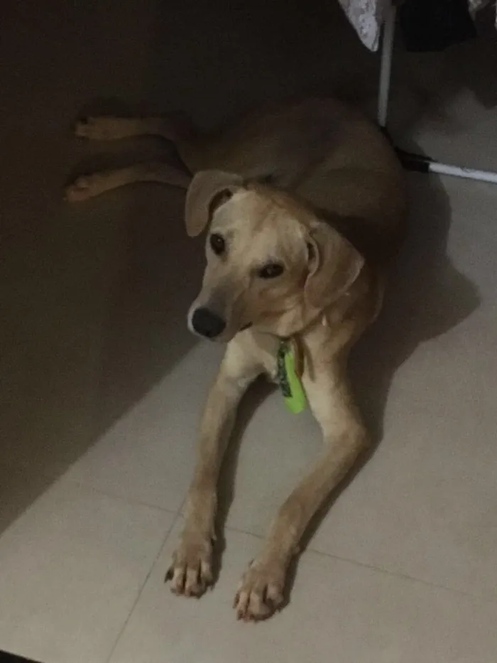 Cachorro ra a SRD idade 2 anos nome Diesel