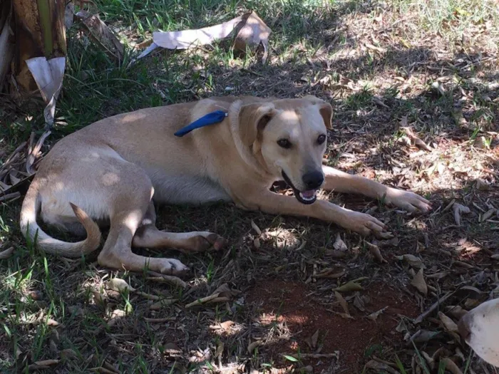 Cachorro ra a SRD idade 2 anos nome Diesel