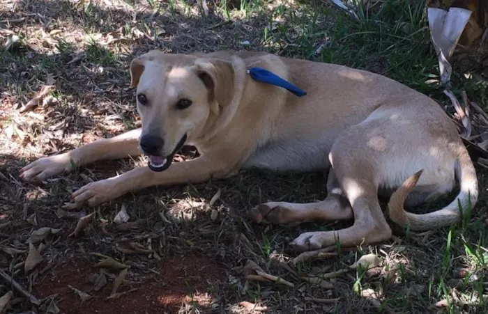 Cachorro ra a SRD idade 2 anos nome Diesel