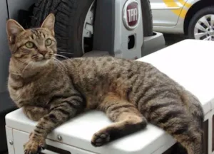 Gato raça Sem raça raj idade 7 a 11 meses nome Mimi