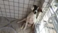 Kiko e Kiki