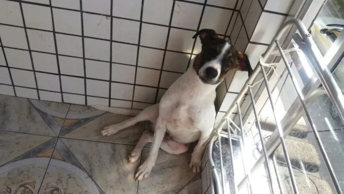 Cachorro ra a Mestiços idade 7 a 11 meses nome Kiko e Kiki
