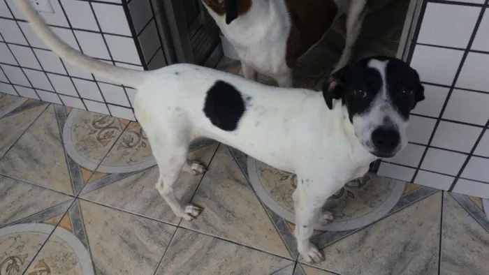 Cachorro ra a Mestiços idade 7 a 11 meses nome Kiko e Kiki