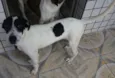 Kiko e Kiki