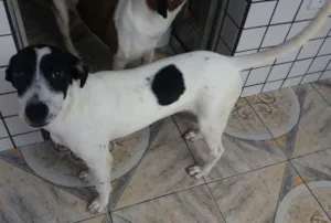 Cachorro raça Mestiços idade 7 a 11 meses nome Kiko e Kiki