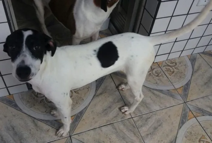 Cachorro ra a Mestiços idade 7 a 11 meses nome Kiko e Kiki