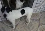 Cachorro raça Mestiços idade 7 a 11 meses nome Kiko e Kiki
