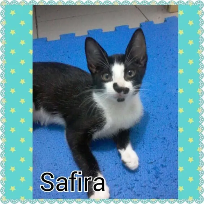 Gato ra a  idade 1 ano nome SAFIRA