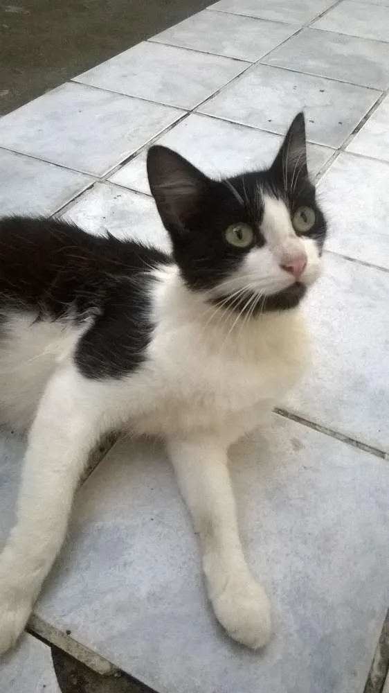 Gato ra a comum idade 1 ano nome Sapequinha