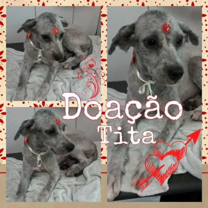 Cachorro ra a SRD idade 7 a 11 meses nome tita 