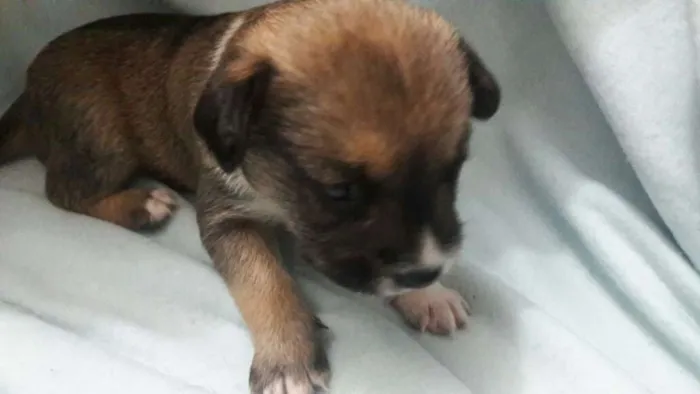 Cachorro ra a VIRA LATINHA idade Abaixo de 2 meses nome BARTOLOMEU