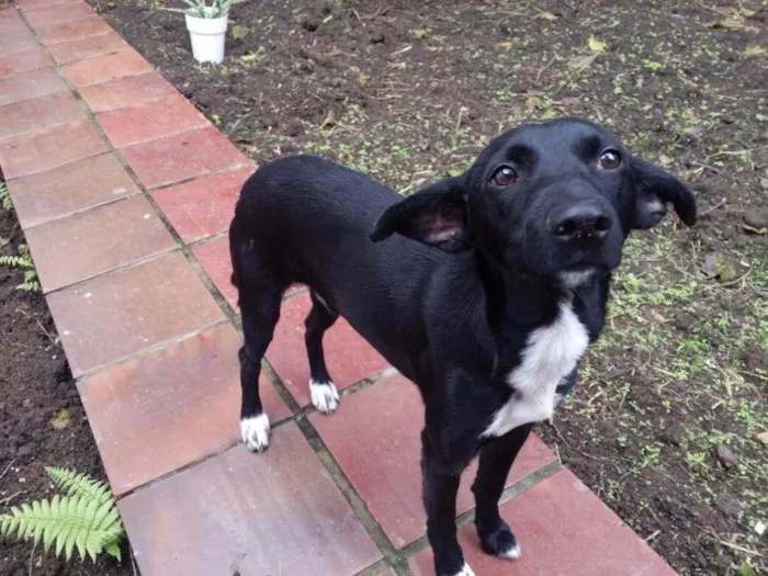 Cachorro ra a Vira-lata idade 7 a 11 meses nome Pepe