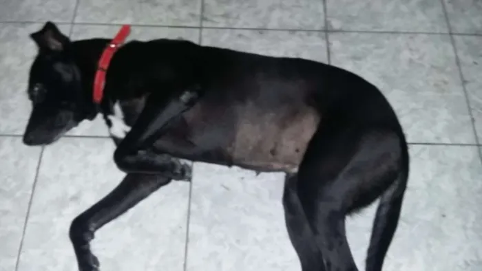 Cachorro ra a Misturada idade 1 ano nome Naomi