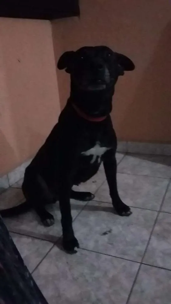 Cachorro ra a Misturada idade 1 ano nome Naomi