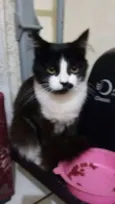 Capitu