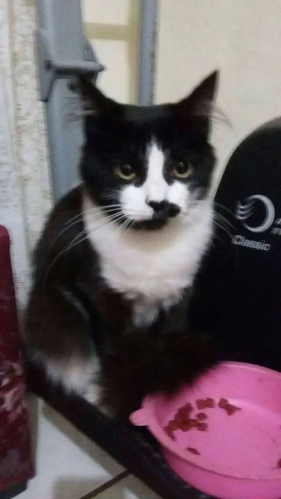 Gato ra a  idade 2 a 6 meses nome Capitu