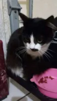 Capitu