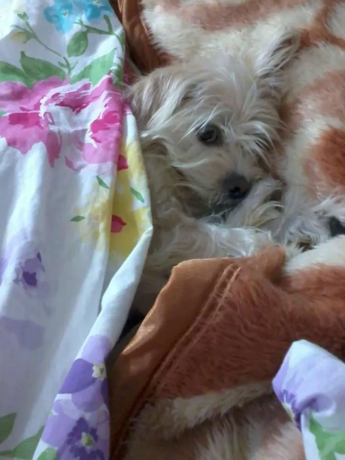 Cachorro ra a SRD idade 4 anos nome Nude