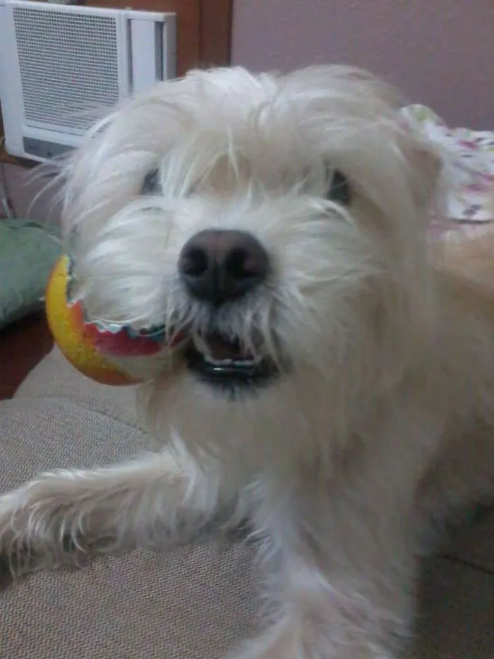 Cachorro ra a SRD idade 4 anos nome Nude