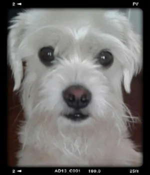 Cachorro raça SRD idade 4 anos nome Nude